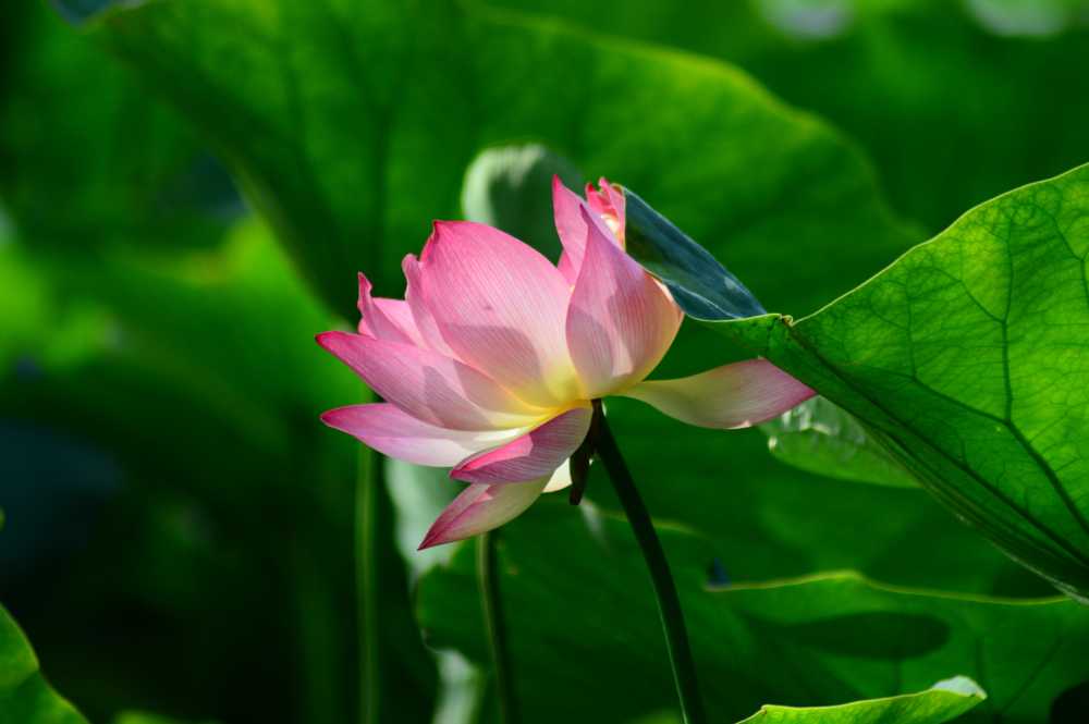夏荷