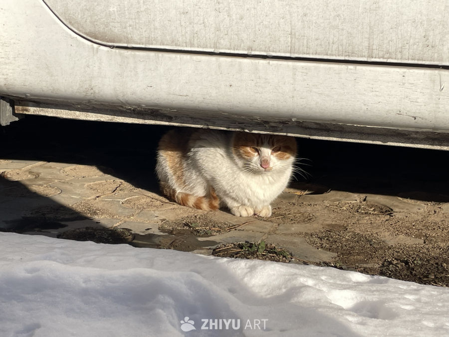 雪天的流浪猫 2