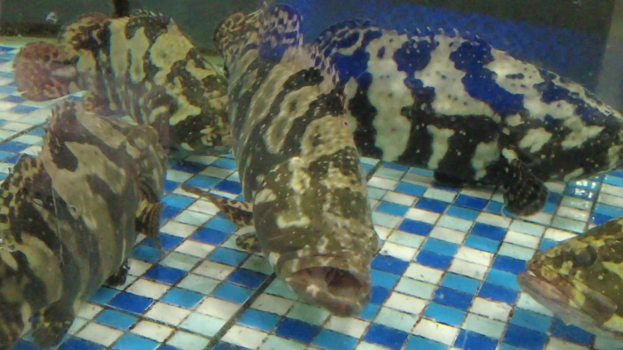 活体新鲜海鲜螃蟹龙虾帝王蟹石斑鱼乌龟实拍 