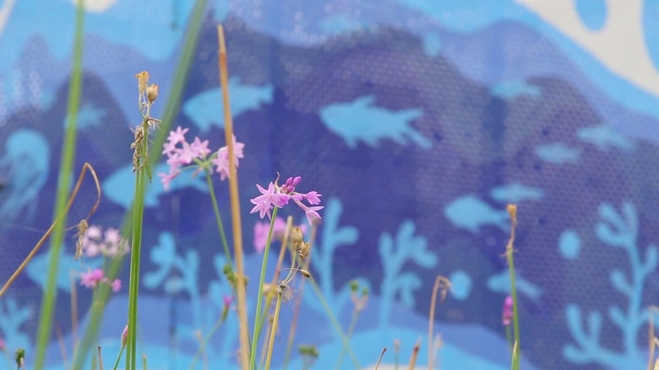微风紫娇花