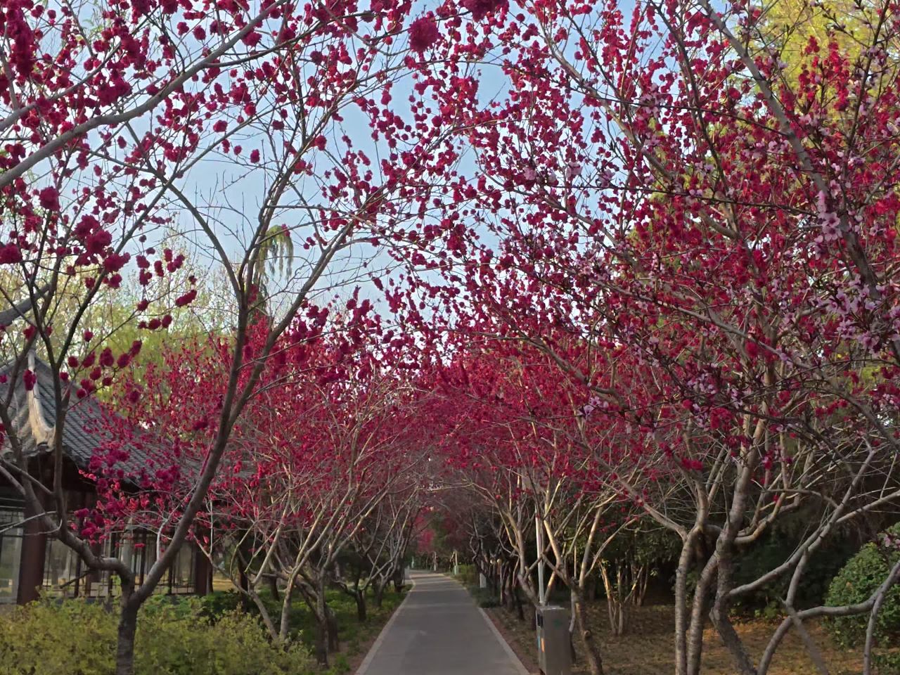 樱花隧道漫步