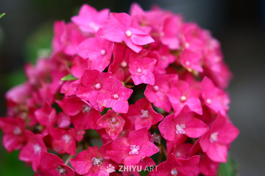 粉红绣球花盛开