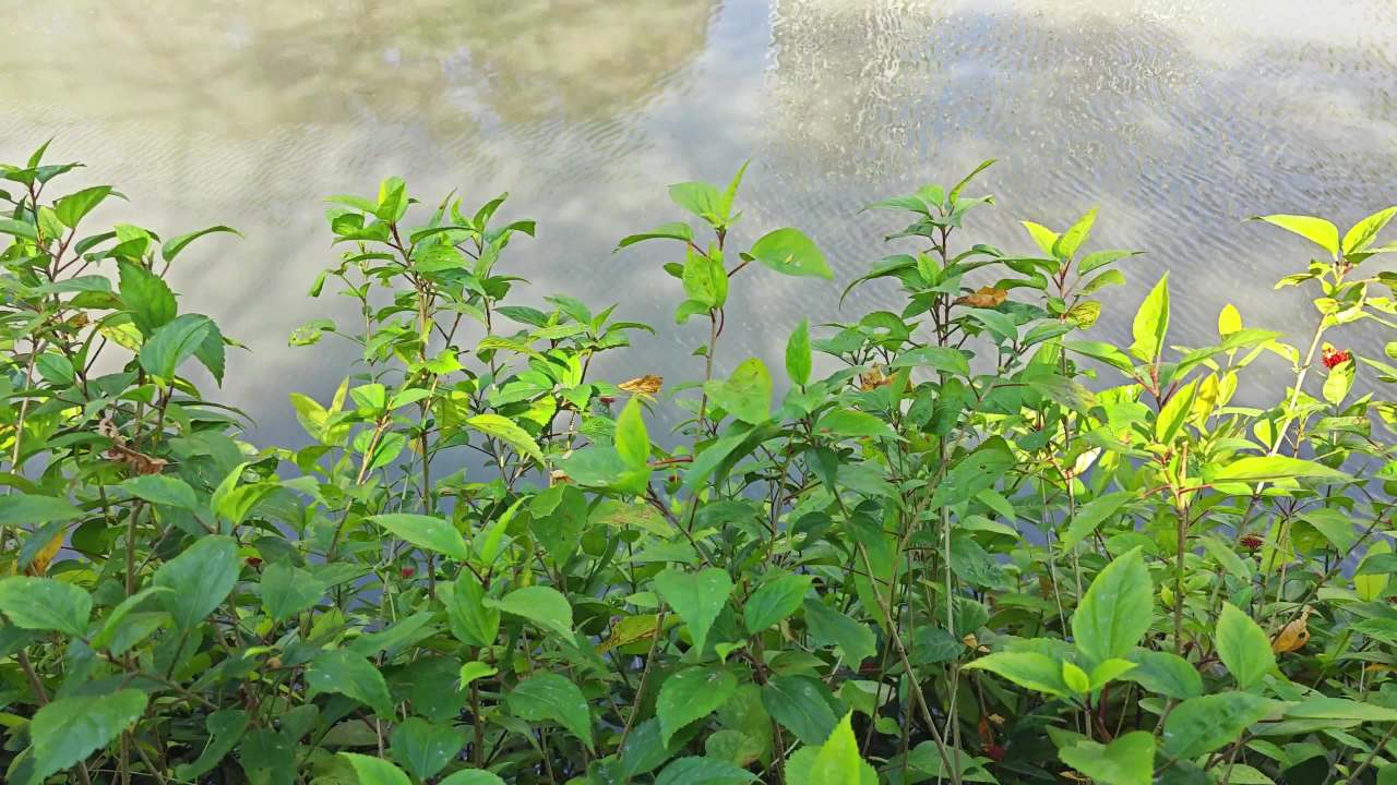 4K水边绿植 2
