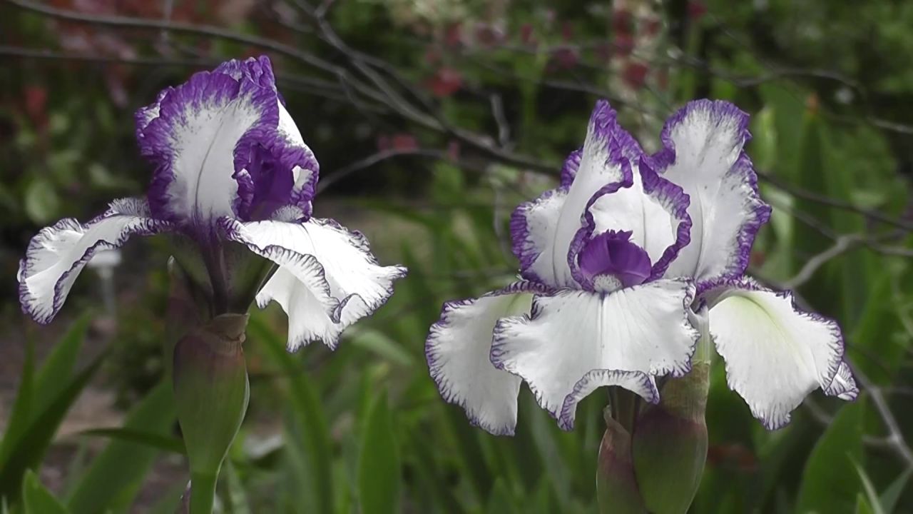 花自然宁静禅宗