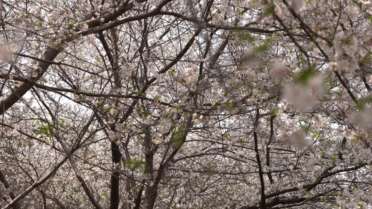 植物园 14
