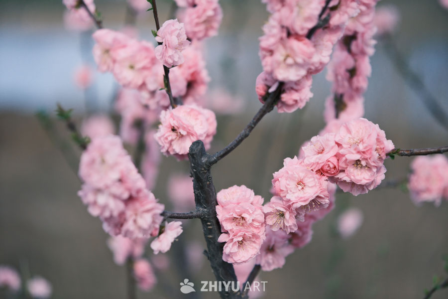 春天 25