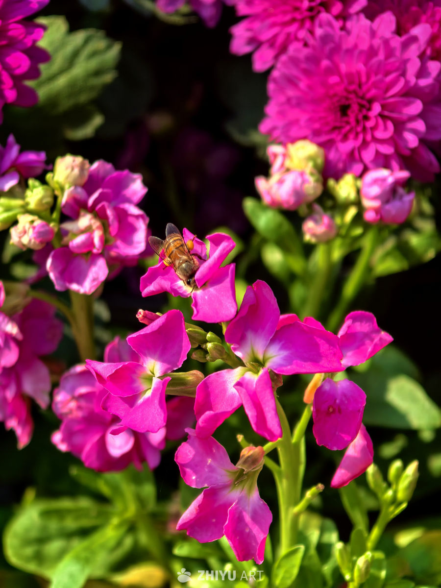 忙于采集的蜜蜂，无暇在人前高谈阔论。