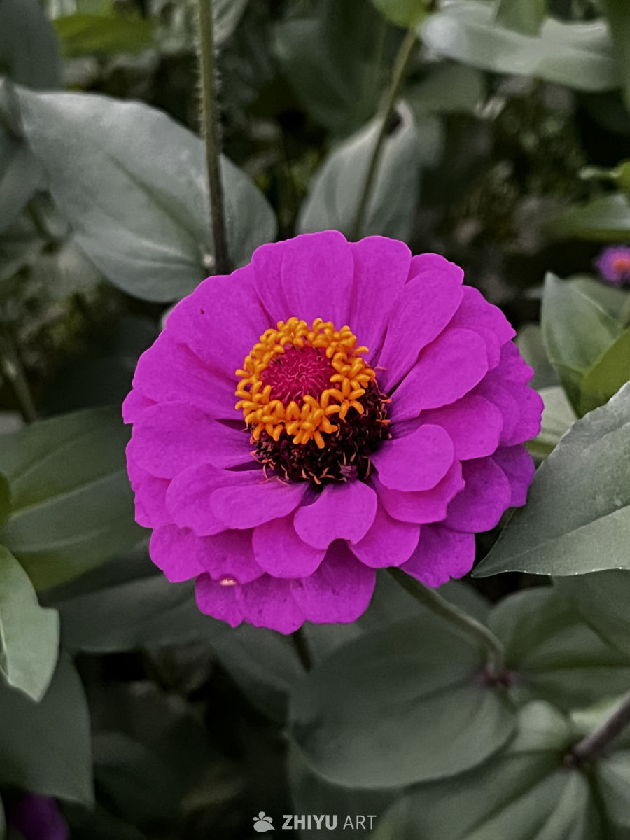 紫色花朵与绿叶的和谐之美