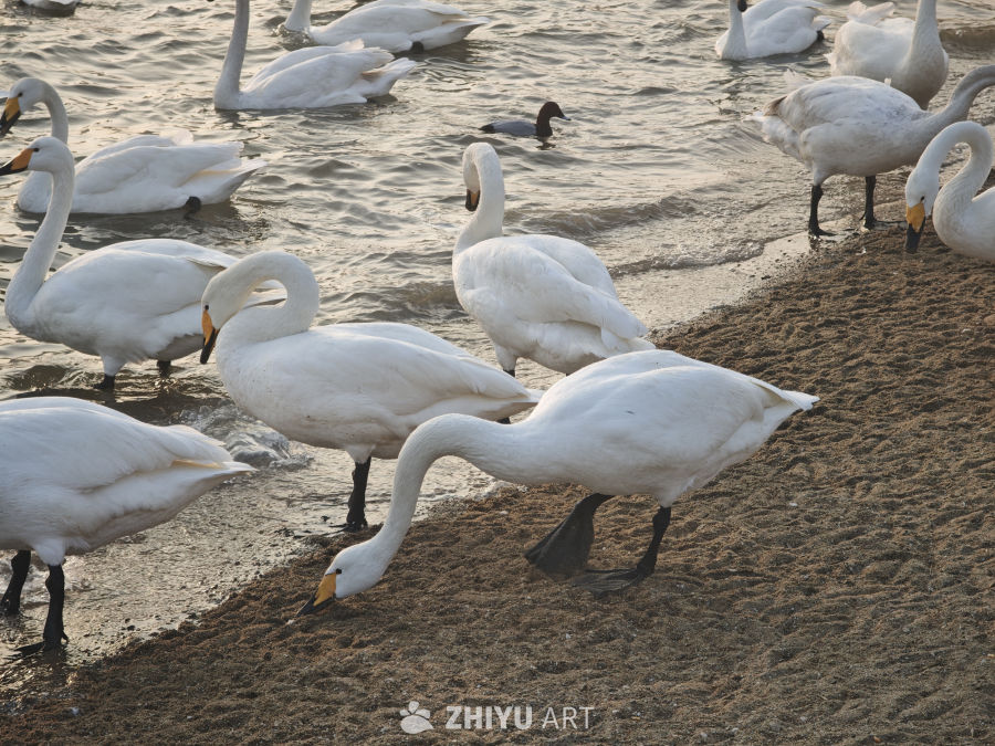 天鹅湖畔的宁静时光