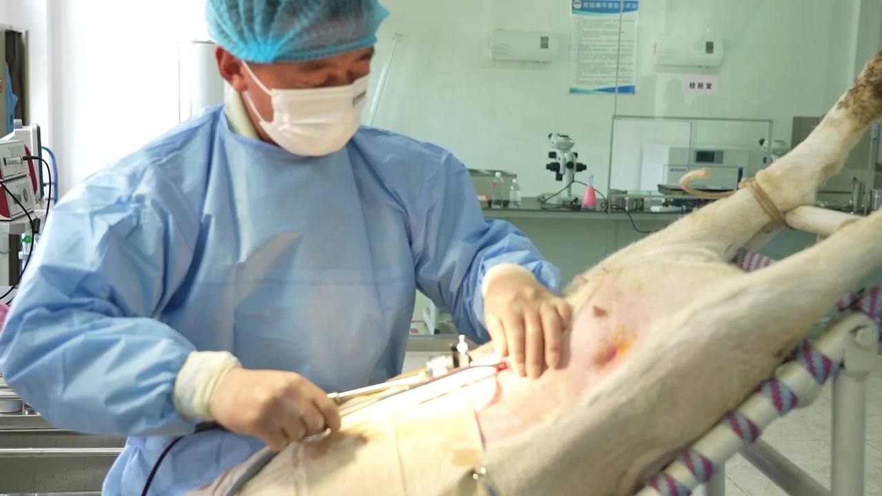 兽医胚胎手术操作及实验室检查