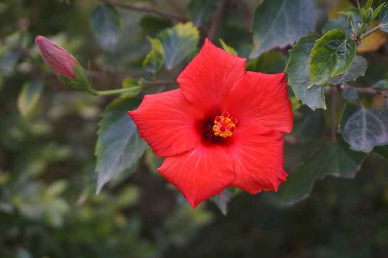 芙蓉花