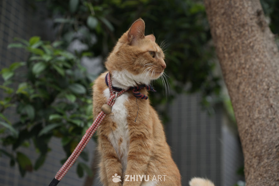 猫咪 2