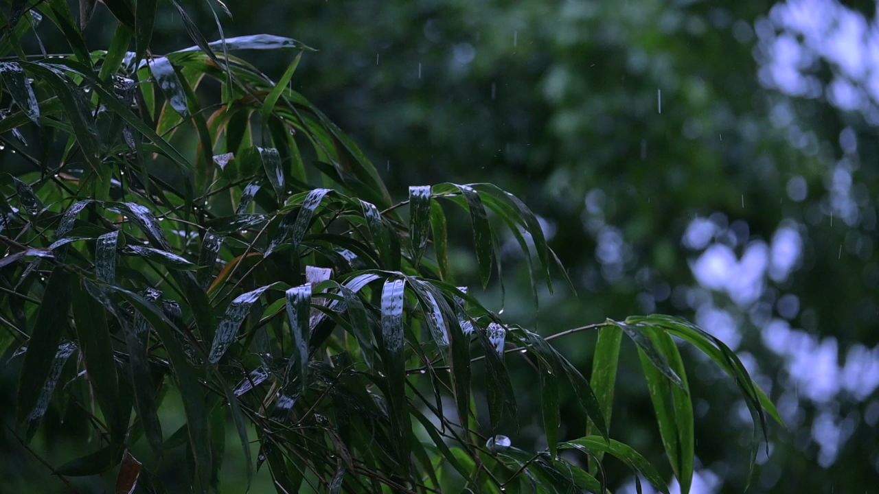 烟雨竹叶