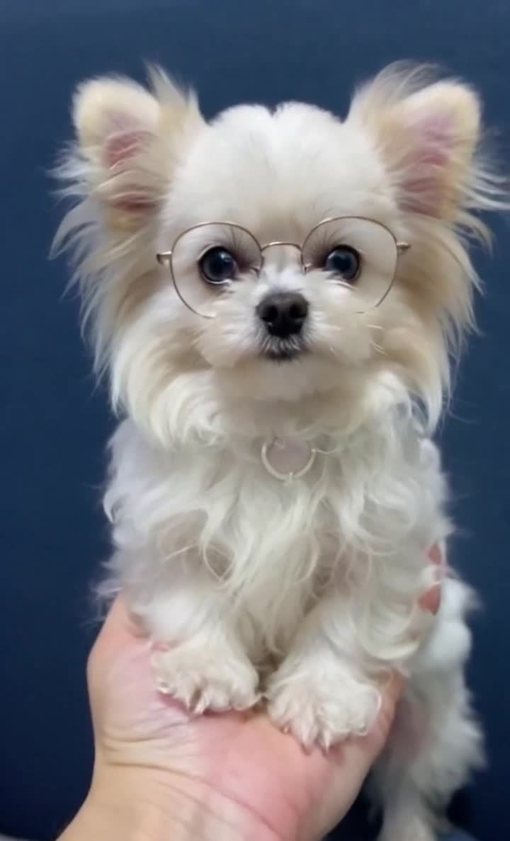 戴眼镜的马尔济斯犬站人手掌上