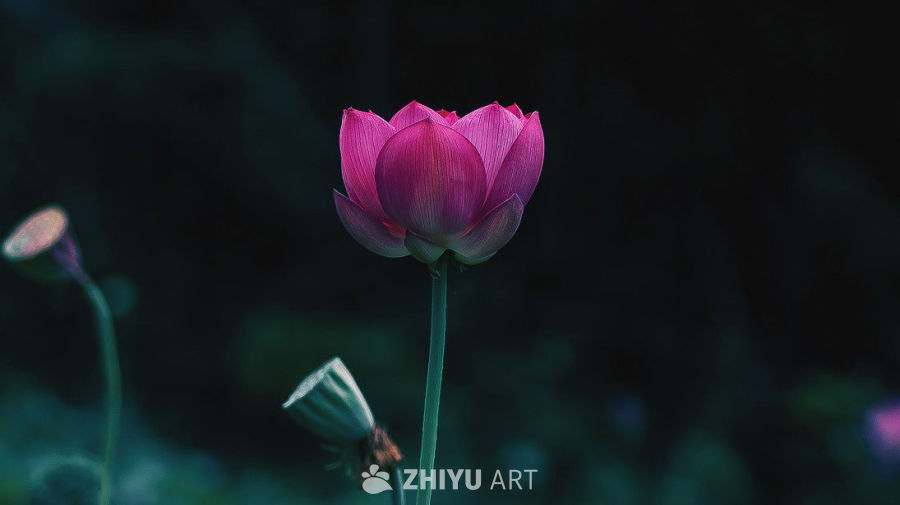 剩下的盛夏