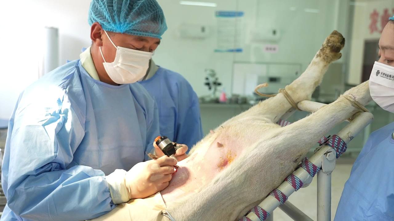 兽医胚胎手术操作及实验室检查