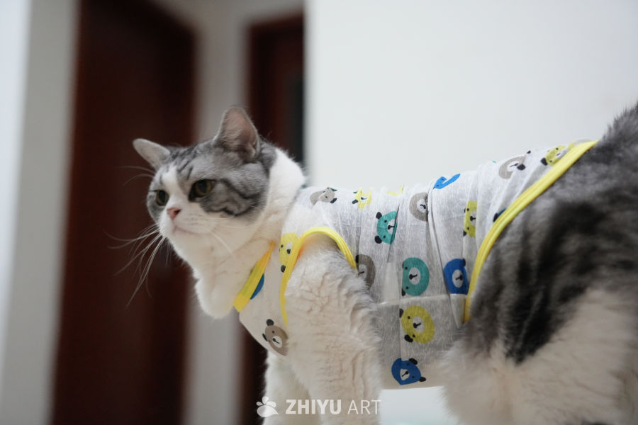 猫咪 42