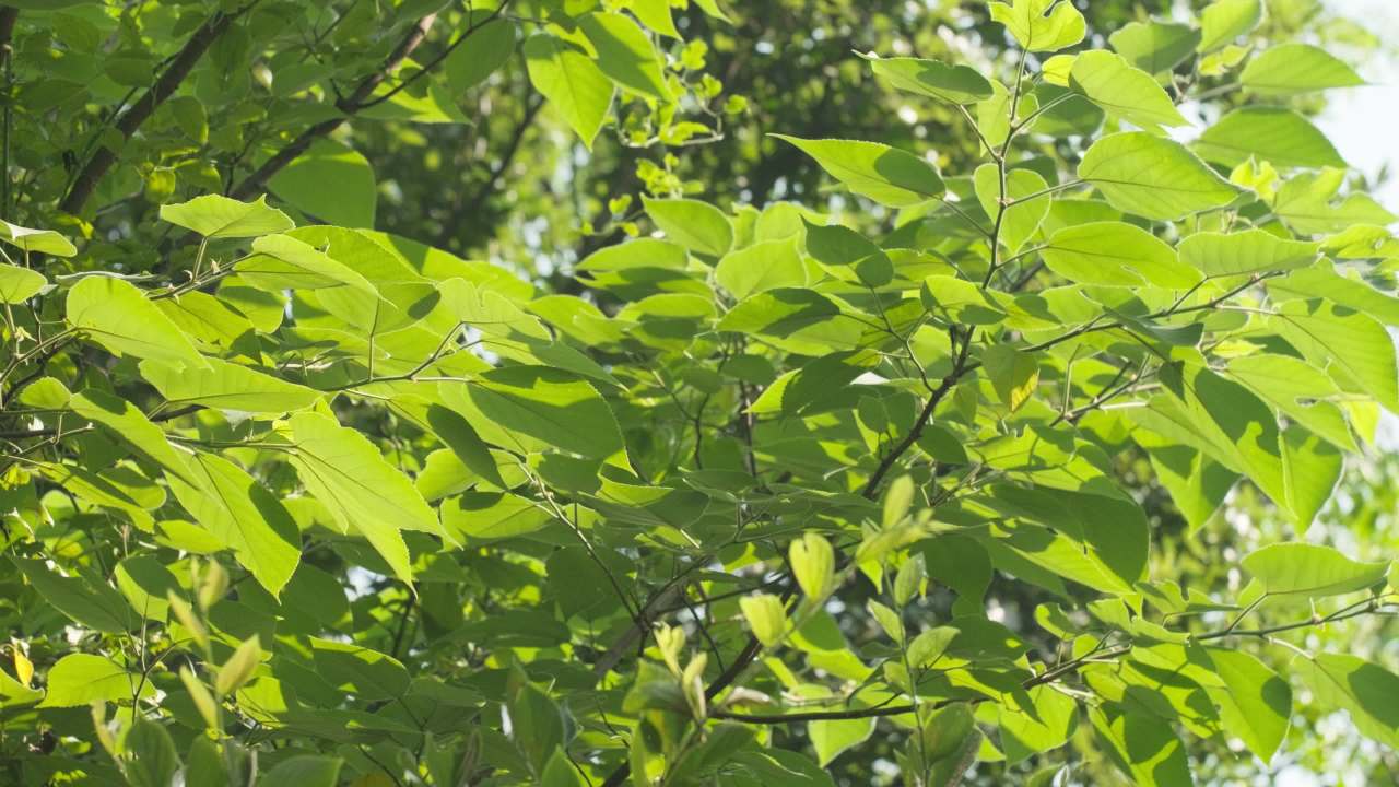 植物树木树叶绿色 7