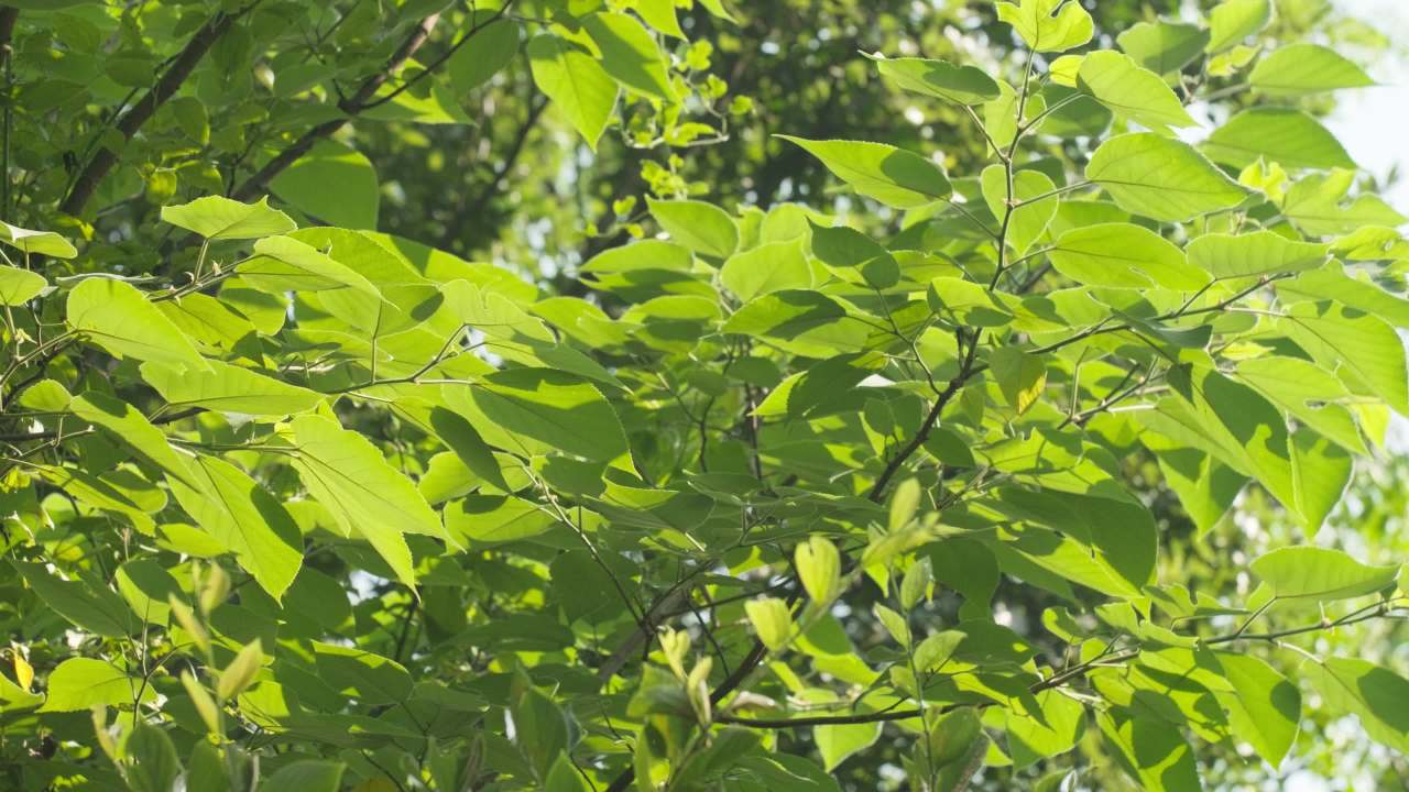 植物树木树叶绿色 7