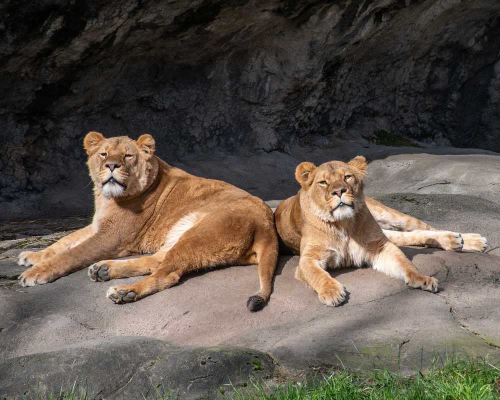 狮子动物夫妇动物园
