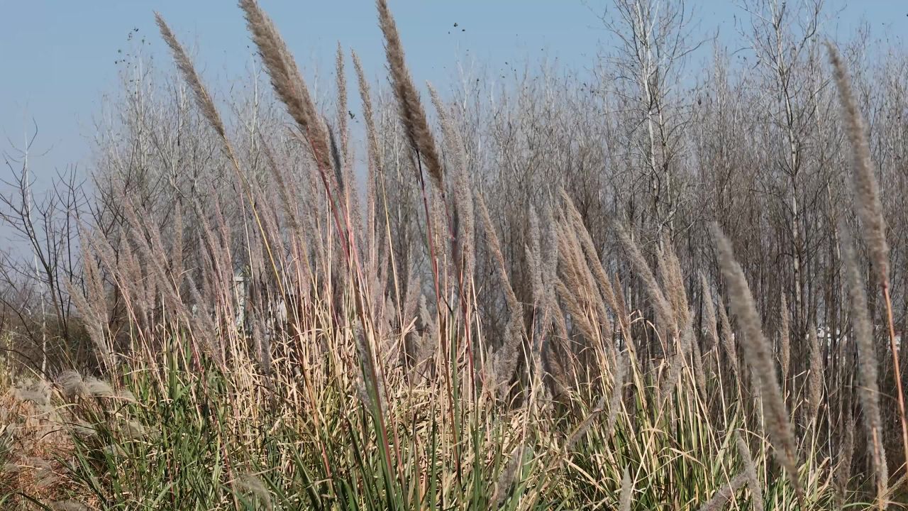 芦苇与枯树的静谧之美