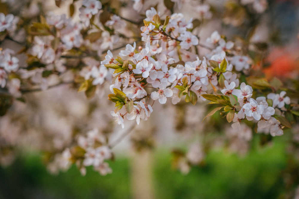 春日浪漫樱花