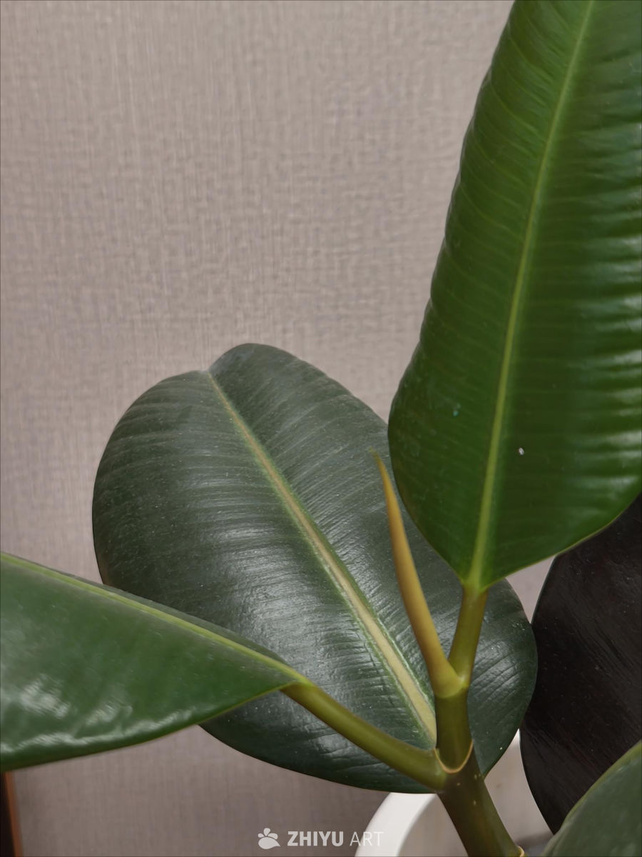 白色背景与绿色植物