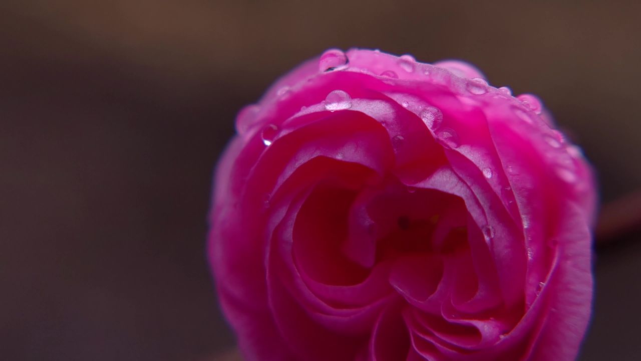 雨滴花朵1