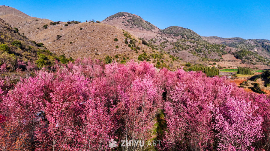 春日山间粉色花海