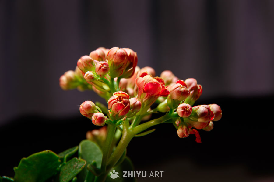 红花绽放