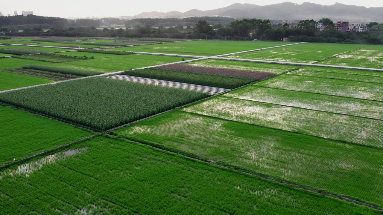 乡村振兴稻田航拍绿色稻田