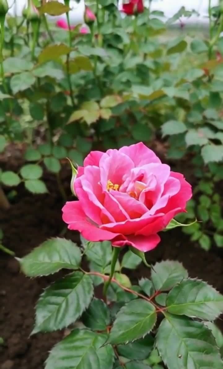 艳丽的玫瑰花在阳光下绽放，色彩鲜艳无比。
