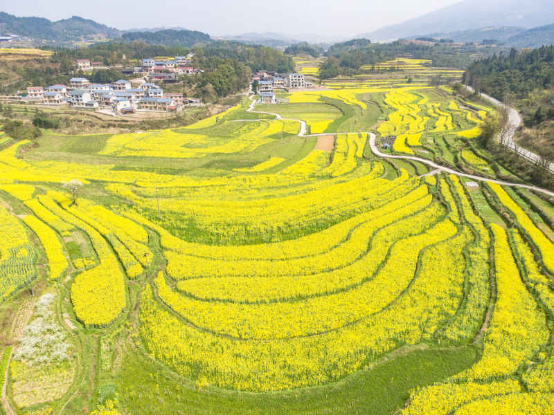 美丽乡村金黄油菜花盛开航拍摄影图 