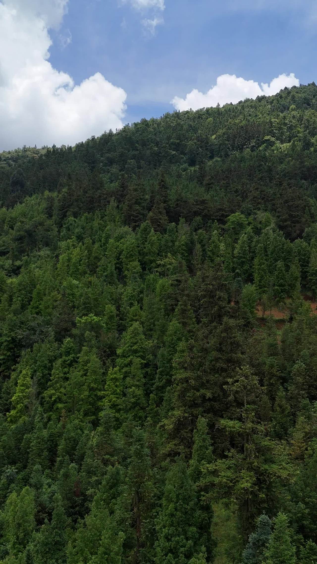 山间绿意盎然