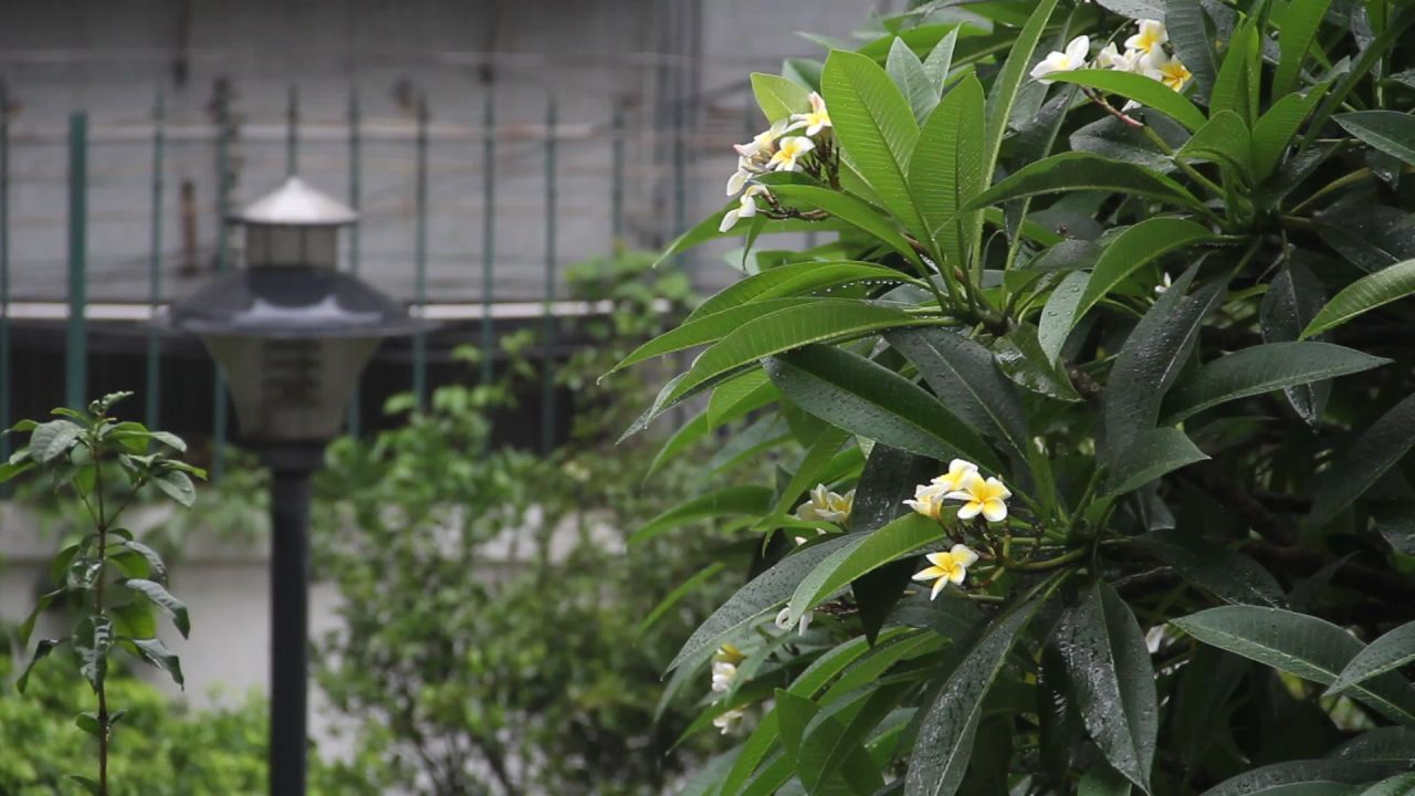 大雨中的鸡蛋花树和路灯