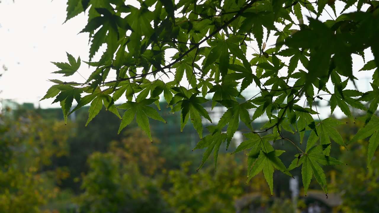 公园植物阳光下空镜头素材 9