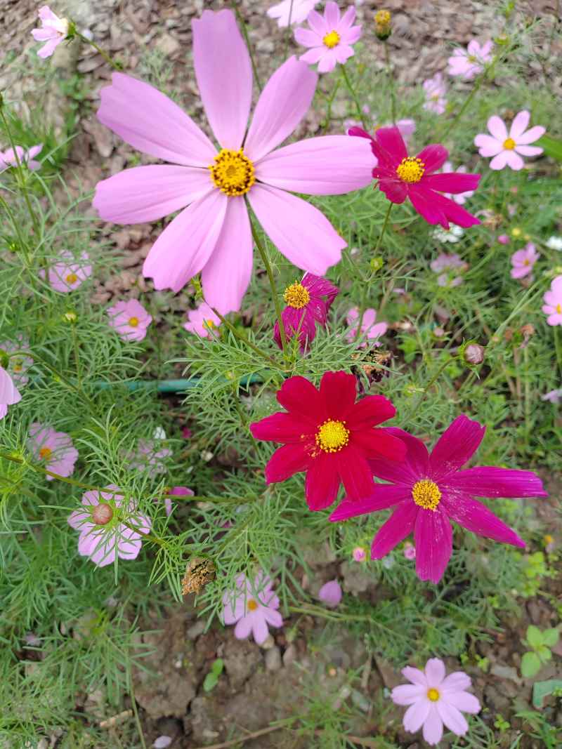 花花