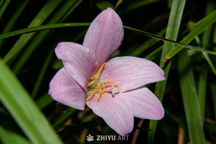 中药材与药材花 101