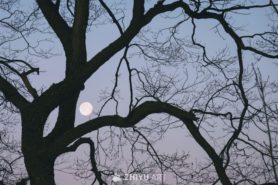 枯树无枝可寄花