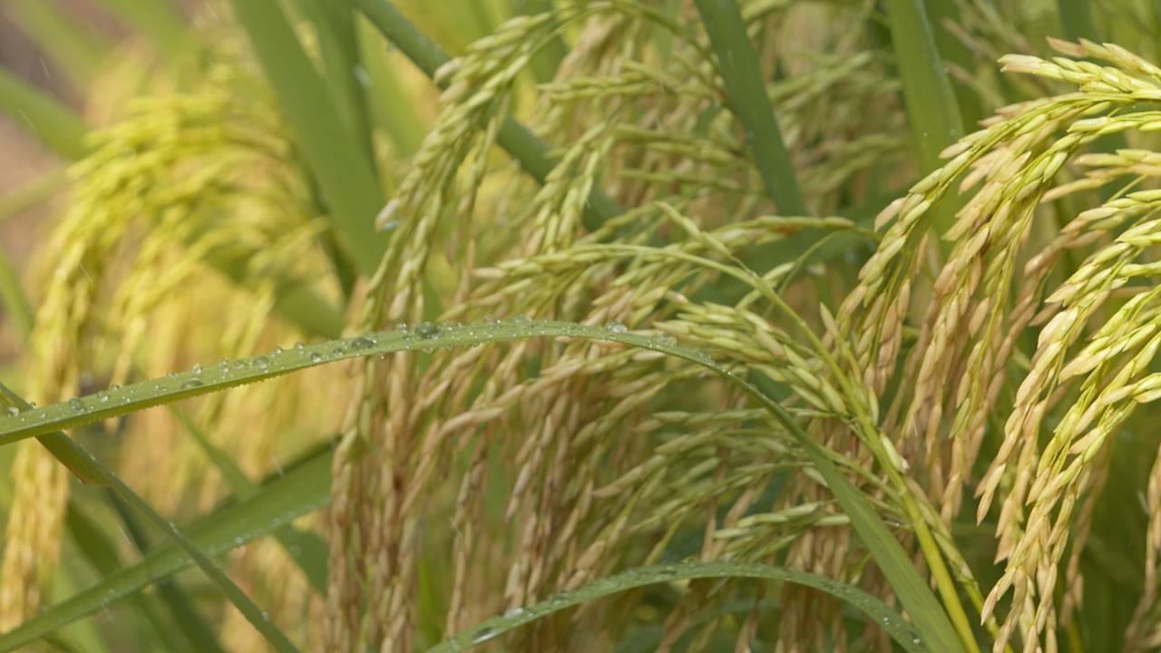 农村水稻田野粮食庄稼 4