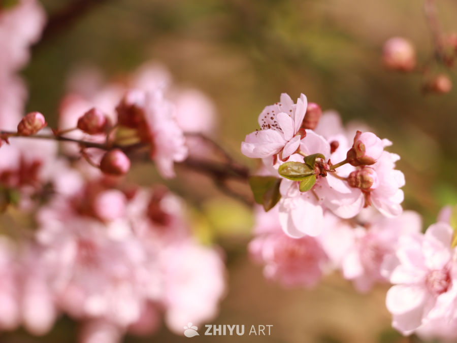 一簇红花春意浓