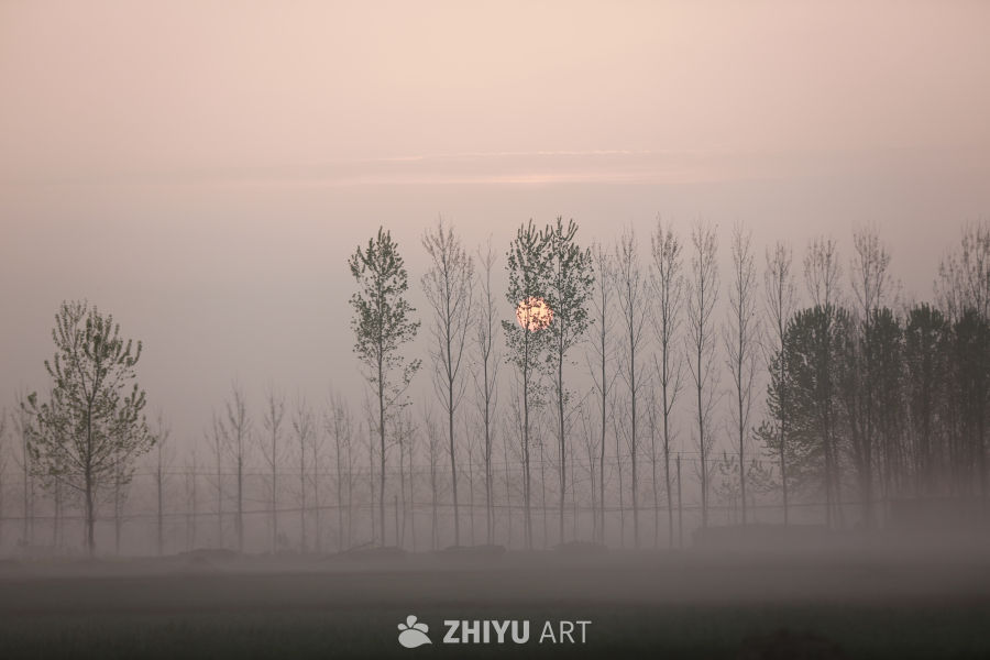 晨雾中的树