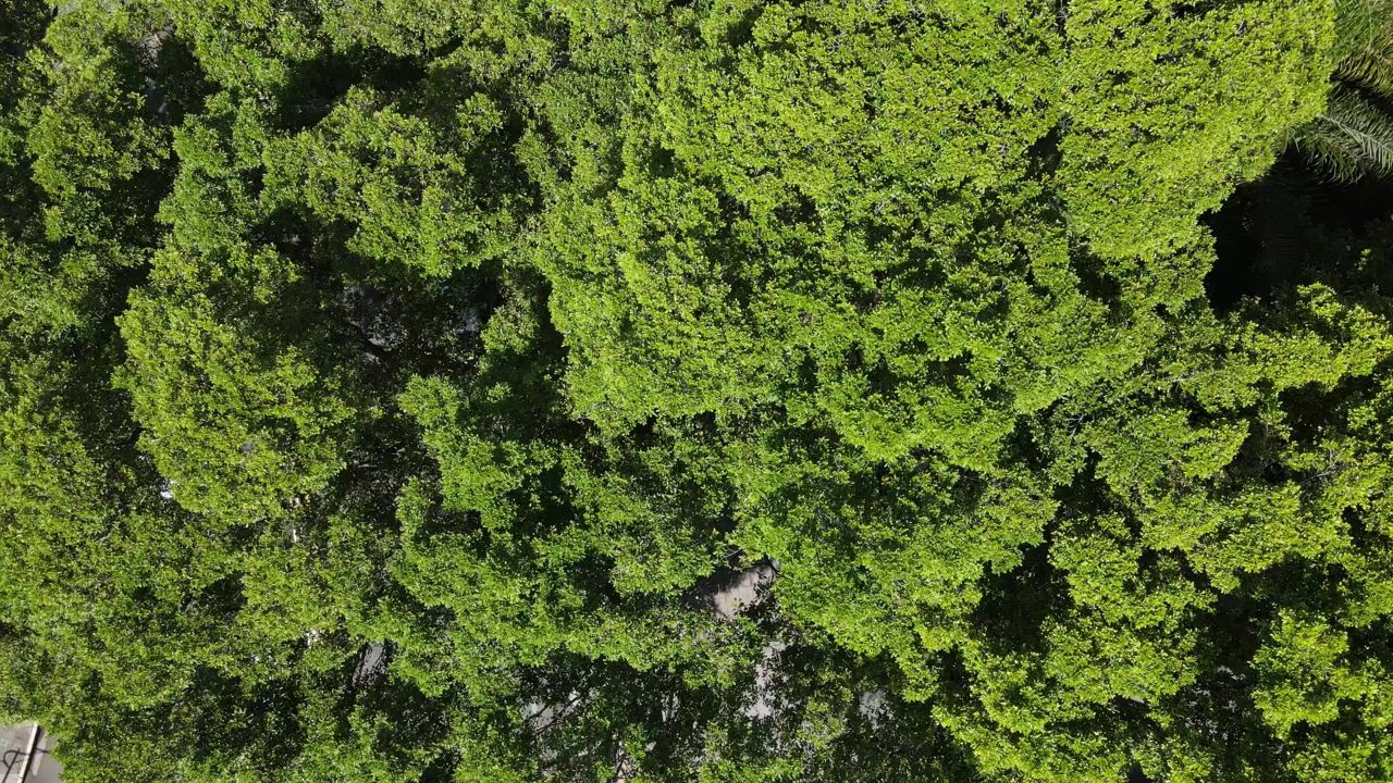 绿色 植物 树林 树枝 树叶 航拍