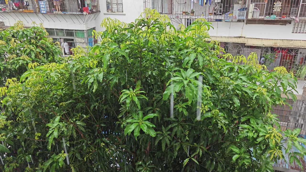 4K小区大雨芒果树
