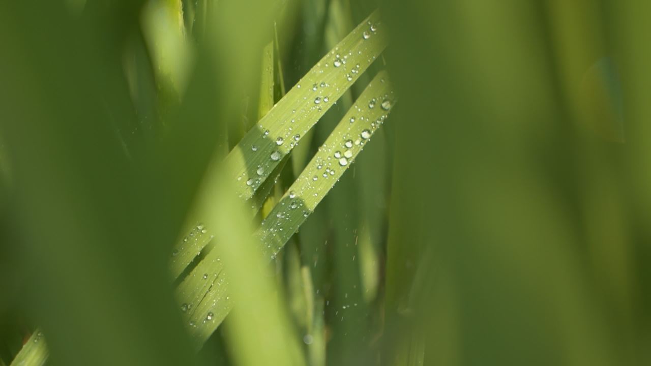 水稻粮食庄稼五常大米 42