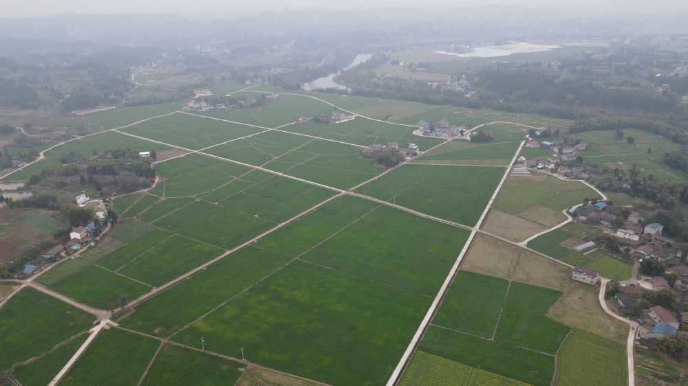 麦田