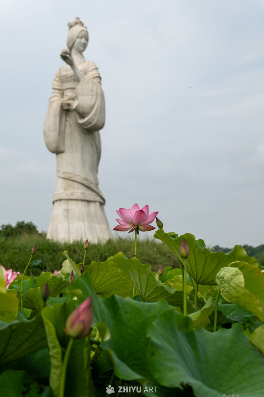 荷花 125