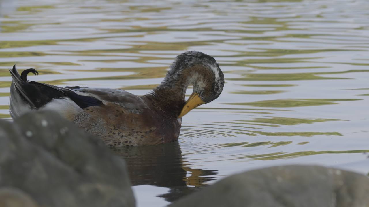 杨府山公园观鸟 5