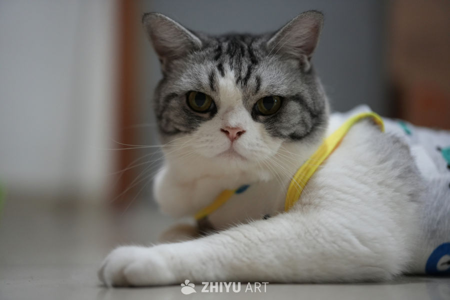 猫咪 21