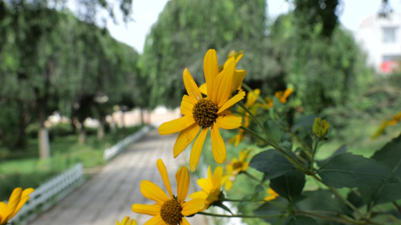 花 向日葵 菊花